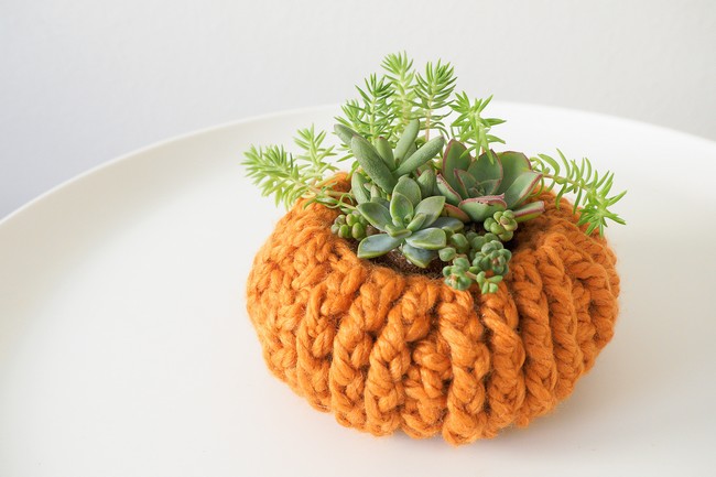 Succulent Pumpkin Planter