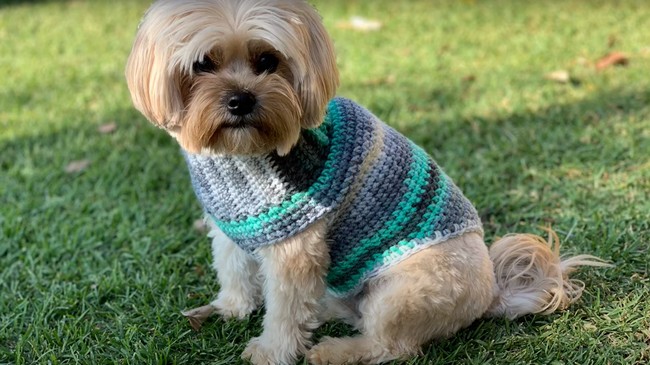 Crochet A Dog Sweater