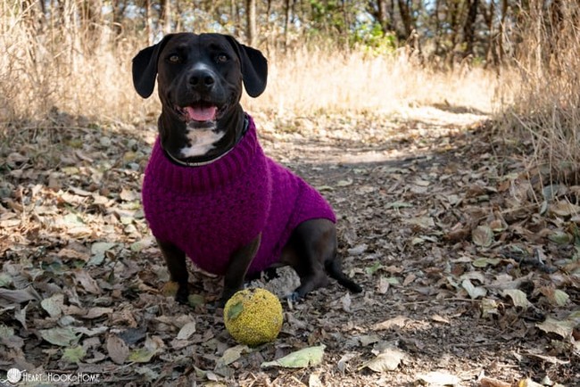 Crochet Stellar Dog Sweater Pattern