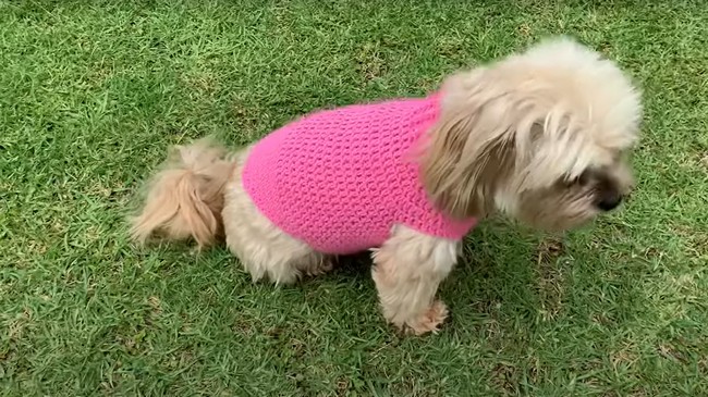 How To Crochet A Dog Sweater