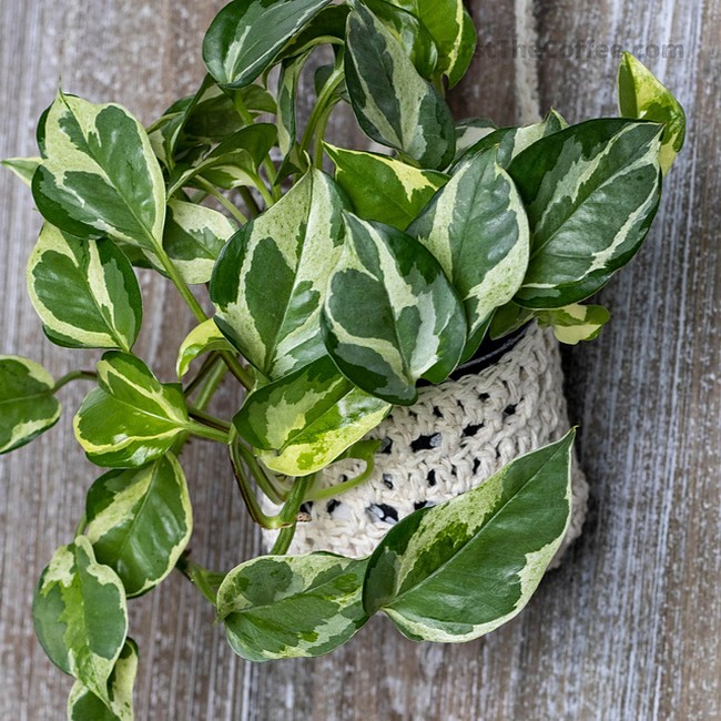 Wall Hanger Basket Pattern